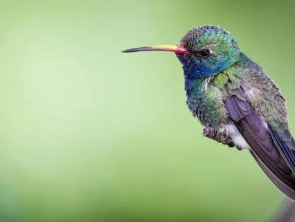 Gentle Birds Singing And Music For Deep Sleep