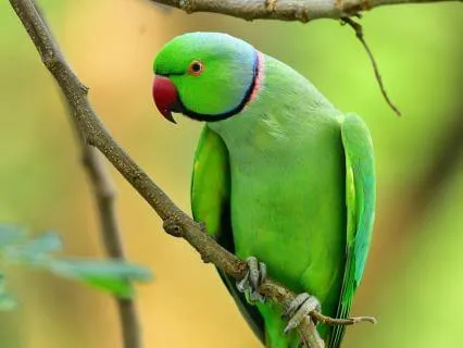 Gentle Birds Singing For Deep Sleep
