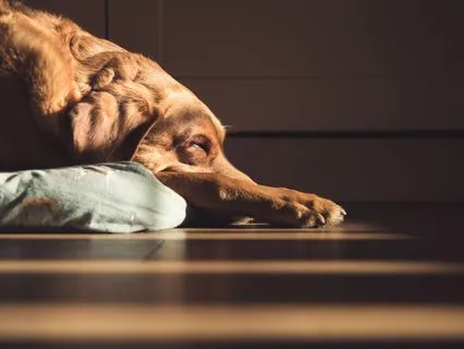Gentle Body Blessing For Your Senior Dog