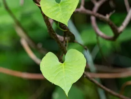 Gentle Body Scan Meditation