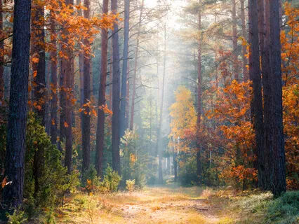 Gentle Breathing Meditation To Relax From Stress & Anxieties