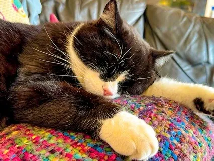 Gentle Cat Purring For 20 Minutes