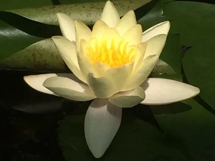 Gentle Chanting Nam-myoho-renge-kyo