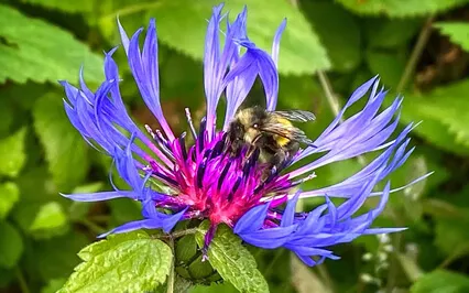 Gentle Embrace Of Spring