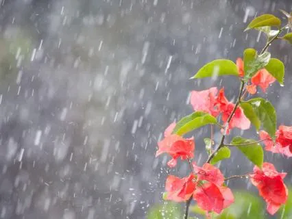 Gentle Forest Rain for Deep Sleep & Relaxation