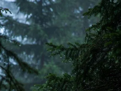 Gentle Forest Rain for Sleep