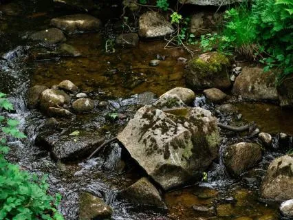 Gentle Forest Stream - 30 Minutes Of Calm Water