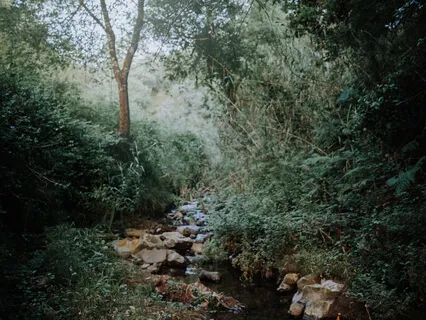 Gentle Forest Stream Flow Nature Sound Therapy