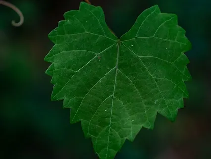 Gentle Gratitude Practice (With Music)