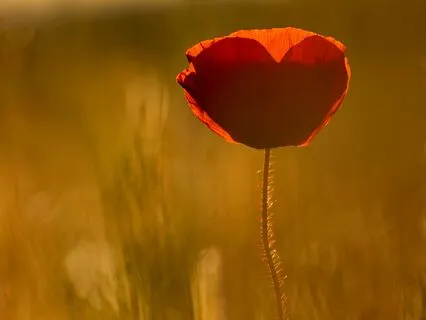 Gentle Grounding And Breath Awareness