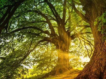 Gentle Grounding To Replenish Energy