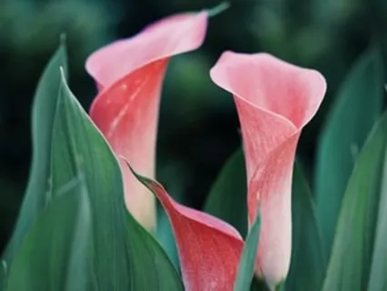 Gentle Guided Awareness Of Breath & Body