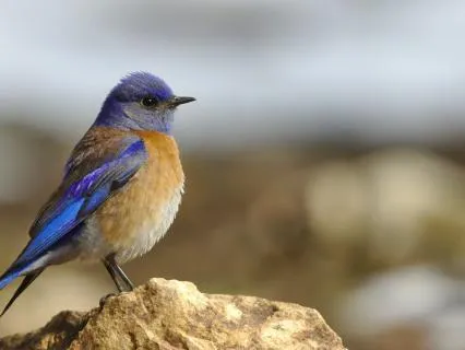 Gentle Guitar And Birds For Stress Relief And Sleep