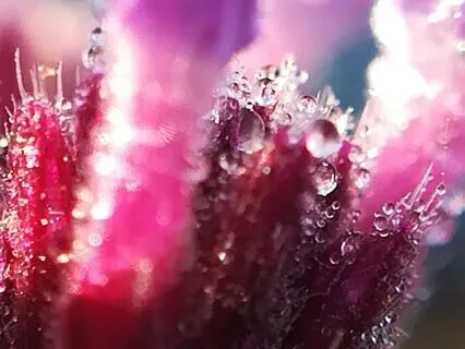 Gentle Haven Of The Heart