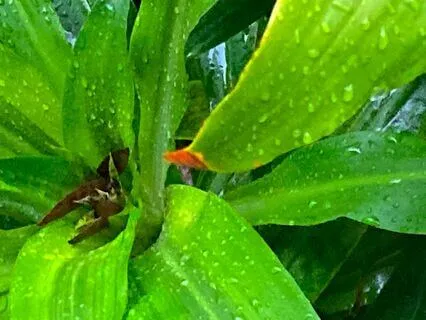 Gentle Hawaiian Rain With Music
