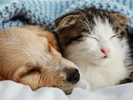 Gentle Healing Waves | Deep Relaxation Pets & People Pt 6