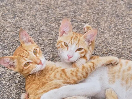 Gentle Hugs Meditation