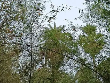 Gentle Jungle Flute For Healing