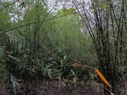 Gentle Jungle Flute For Mind Relaxation