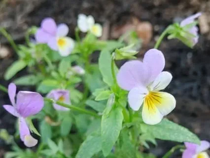 Gentle Kalimba For Calm Breathing