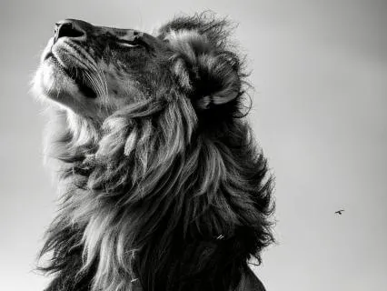 Gentle Lion's Breath | Jaw & Pelvic Floor Tension Release