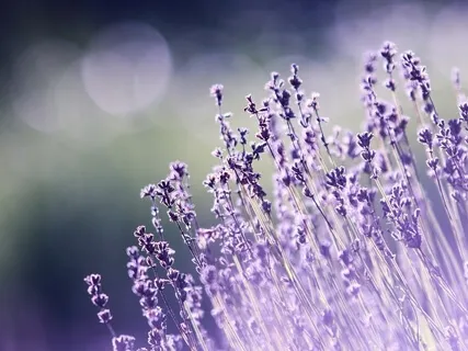 Gentle Mindful Movement 