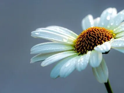 Gentle Morning: A Calming Start With EFT For Sensitive Souls