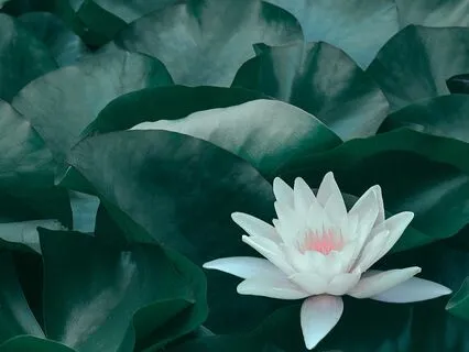 Gentle Morning Awakening