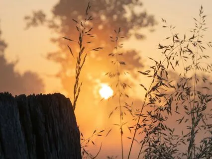 Gentle Morning Wake-Up – Healing Harp Music (432 Hz)