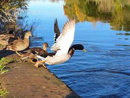 Gentle Motivation: How To Begin When It Feels Hard To Start