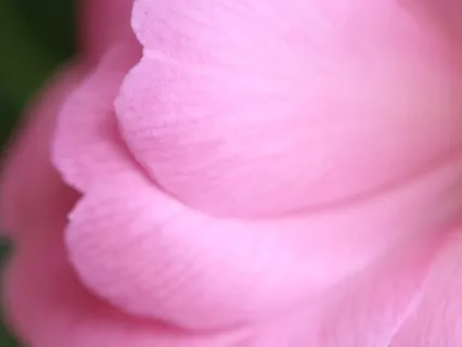 Gentle Piano And Harp For Supporting The Grief Process