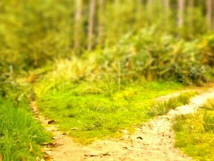 Gentle Poetry Reading Meditation: "The Road Not Taken"