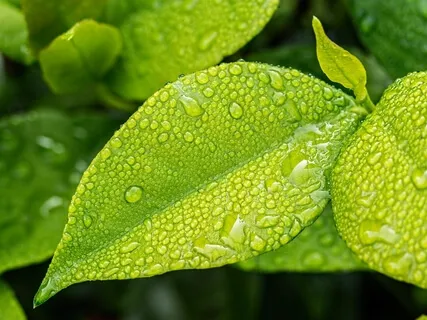 Hammock For The Soul: Gentle Rain And Singing Birds