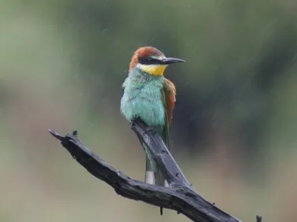 Gentle Rain And Birds Singing | A Hammock For The Soul