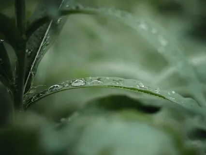 Gentle Rain And Birds