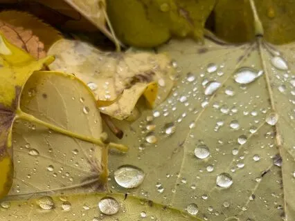 Gentle Rain And Summer Bugs