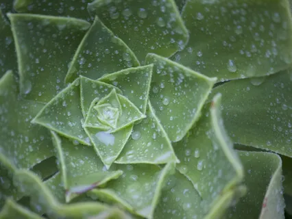 Gentle Rain & Thunder For Deep Sleep