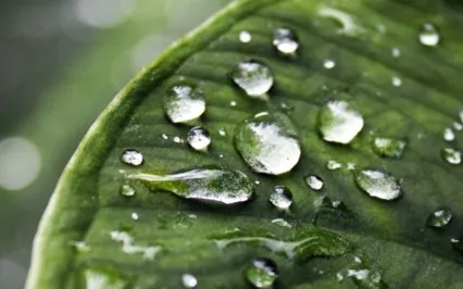 Gentle Rain And Thunder Sounds For Sleep And Relaxation