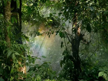 Gentle Rain Fall | Vocal Music For Opening The Heart Chakra