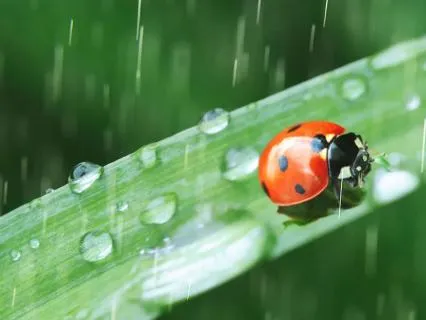 Gentle Rain: Soft Rain Sounds For Sleep & Relaxation