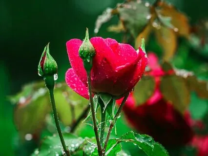 Gentle Rain Sound For Good Night Sleep And Comfort