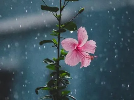 Gentle Rain Theta Meditation 432Hz - 30 Mins