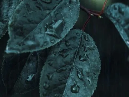 Gentle Rain & Thunder Sounds For Sleep