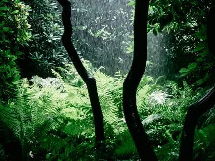 Gentle Rainfall For Relaxation And Calm