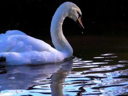 Gentle Shadow Work - A Subtle Practice For Emotional Healing