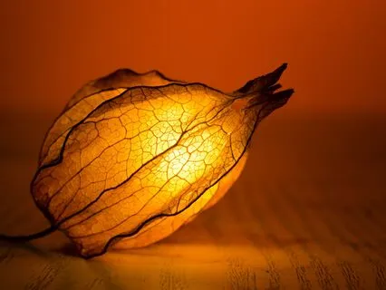 Gentle Sleep Soundscape to Soothe, Protect, and Restore