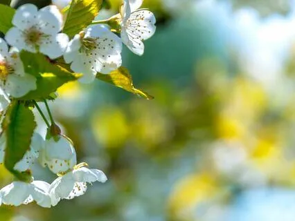 Gentle Slumber - Music For Anxiety Calm