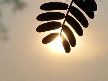 Gentle Somatic Yoga