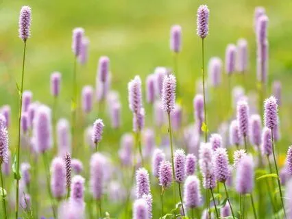 Gentle Soothing Music For Perfect Relaxation