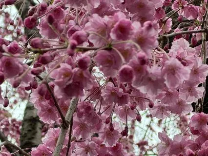 Gentle Soundscape For Loving Presence